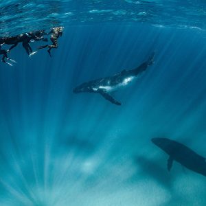 HERO-Ningaloo-swim