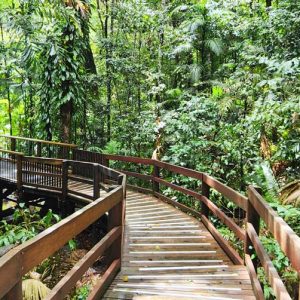 Jindalba-Daintree-Rainforest-Boardwalk-1