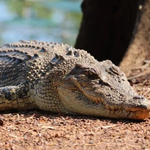 crocodile Mary River wetlands Kakadu wildlife cruise