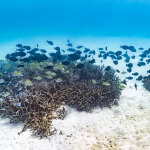 Colourful reef fish swimming at Ningaloo Reef