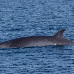 Dundee Adventure Travel | Wild Byron | Byron Bay Whale Watching Safari Other-baleen-whales-768x512-1-uai-512x512