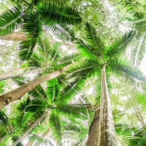 Dundee Adventure Travel | K’gari Explorer Tours | K’gari Overnight Tour – Hervey Bay – Resort Style Rainforest-Kgari-Fraser-Island
