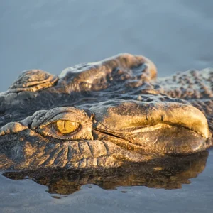 saltwater crocodile jumping Adelaide River cruise