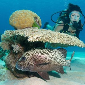 Scuba-Diving-Cairns-50