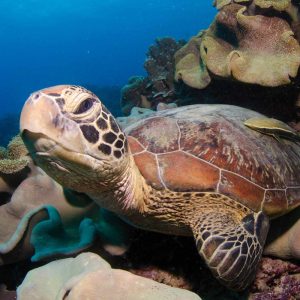 Snorkelling-Trip-from-Cairns-10