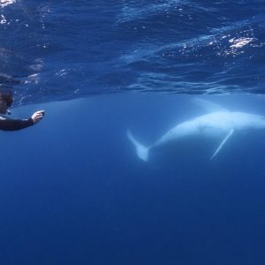 Swimmer-photgraphing-whale-belly_DSC6530-Credit-Migration-Media-Underwater-Imaging