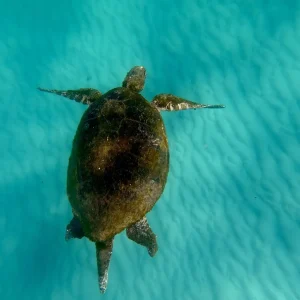 Dundee Adventure Travel | Moreton Island ‘Get Wrecked’ Day Tour (From Brisbane) Turtle-1-scaled