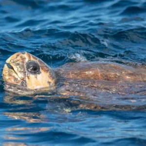 Dundee Adventure Travel | Wild Byron | Byron Bay Whale Watching Safari Turtle-768x512-1