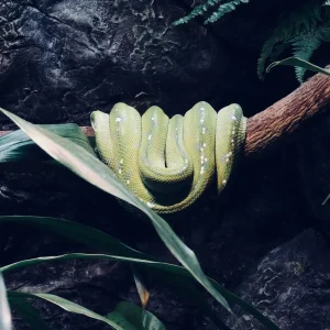 Dundee Adventure Travel | Croc Tours | Australia Zoo Day Trip from Brisbane angela-matijczak-fBEOcebd7fo-unsplash