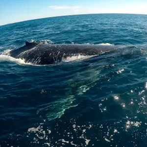 Dundee Adventure Travel | Swim with Humpback Whales body-13