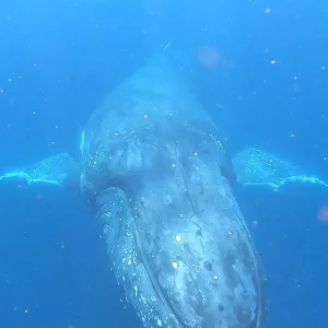 Dundee Adventure Travel | Swim with Humpback Whales body-2