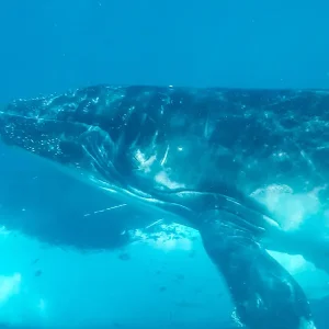 Dundee Adventure Travel | Swim with Humpback Whales body-7