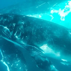 Dundee Adventure Travel | Swim with Humpback Whales body-8