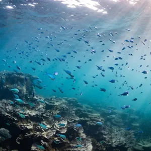 Dundee Adventure Travel | Coral Viewing and Snorkeling cc25b9_35bc8fcbc9bc40f194924db6c3249ef4~mv2