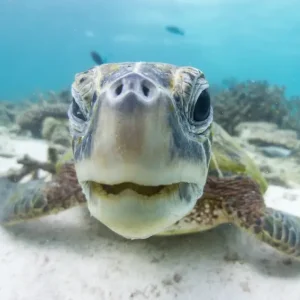 Dundee Adventure Travel | Turtle Ecotour cc25b9_50c3fd6500ac45f18e8f533f1054ff9c~mv2_d_5313_3248_s_4_2