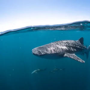 Dundee Adventure Travel | Whale Shark Safari cc25b9_8711c5c4eba044df9d973536d31f2835~mv2_d_2997_2000_s_2