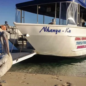 Dundee Adventure Travel | Coral Viewing and Snorkeling cc25b9_afd4598ffe6d48aead3ddafc5c2af766~mv2_d_2048_1536_s_2