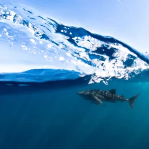 Dundee Adventure Travel | Whale Shark Safari cc25b9_c29785228b8245009c8f7e5272dff3d5~mv2_d_3680_2456_s_4_2