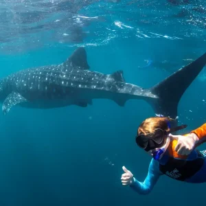 Dundee Adventure Travel | Whale Shark Safari cc25b9_c9eb1241b0a942469990256f8321f4c7~mv2