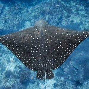 eagle-ray-byron-bay-1536x1024