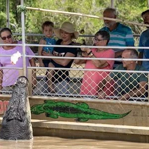 crocodile close encounter Darwin river cruise