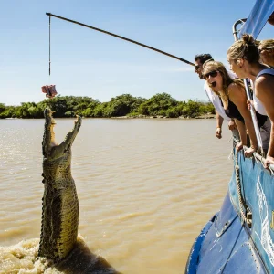 large saltwater crocodile Northern Territory