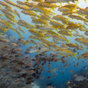 fish-byron-bay-1536x1024