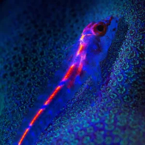 Dundee Adventure Travel | OceanQuest 1-Night Liveaboard fluoro-dive-trip-cairns