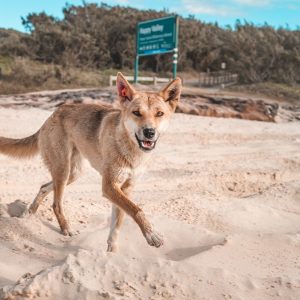 fraser-island-tours-gallery-95