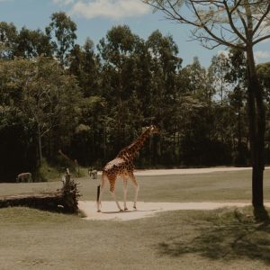 grace-anne-bobadilla-sIibpP2MSD4-unsplash