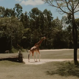 grace-anne-bobadilla-sIibpP2MSD4-unsplash