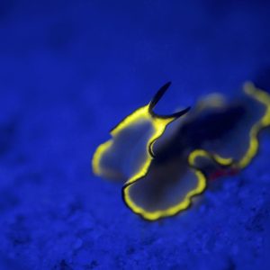 great-barrier-reef-fluoro-dive