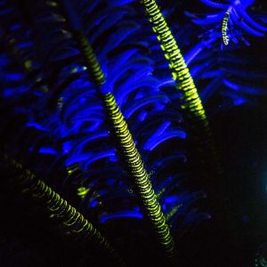 great-barrier-reef-fluoro-diving