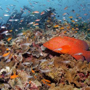 great-barrier-reef-intro-dive-port-douglas-fish