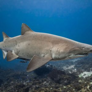 grey-nurse-shark-byron-bay-1536x1024