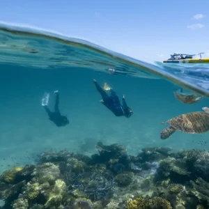 Dundee Adventure Travel | Great Barrier Reef Morning Tour – Ocean Safari hC6CDufm
