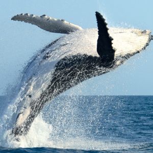 humpback_whale_breach