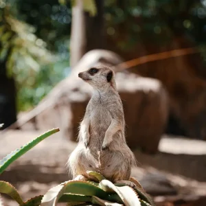 Dundee Adventure Travel | Croc Tours | Australia Zoo Day Trip from Brisbane jamie-rochester-ypiYuUDr1k8-unsplash