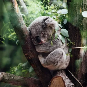 Dundee Adventure Travel | Croc Tours | Australia Zoo Day Trip from Brisbane jordan-whitt-EerxztHCjM8-unsplash