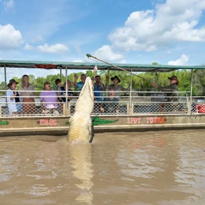 saltwater crocodile jumping Adelaide River Darwin