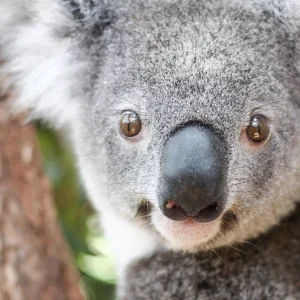 koala-1-2-1-scaled-1-uai-1268x1268