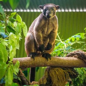 lumholtzs-tree-kangaroo-at-rainforestation-kuranda