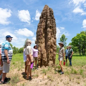 magnetic termite mounds Litchfield National Park