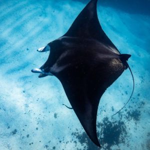 manta-ray-byron-bay-1536x1024