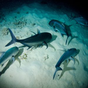 night-dive-sharks-great-barrier-reef