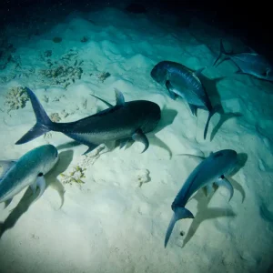 Dundee Adventure Travel | OceanQuest 1-Night Liveaboard night-dive-sharks-great-barrier-reef