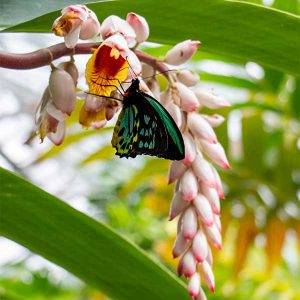 private-kuranda-tour-with-australian-butterfly-sanctuary