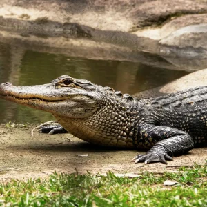 Dundee Adventure Travel | Croc Tours | Australia Zoo Day Trip from Brisbane rae-wallis-0P0_fMu-XFs-unsplash