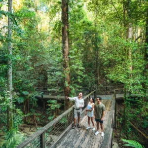 rainforests-kgari-formerly-fraser-island