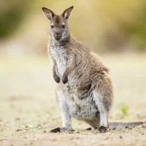 red-necked-wallaby-adventure-bayjpg